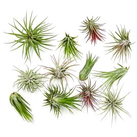 ragnaroc ragnaroc Air Plants - Tillandsia Ionantha Pack, Regular 1-3" - 12ct - Live Arrival Guaranteed - House Plants for Home Decor & Gift