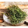 SeedsUP - 500+ Seeds Thyme - Herb Green