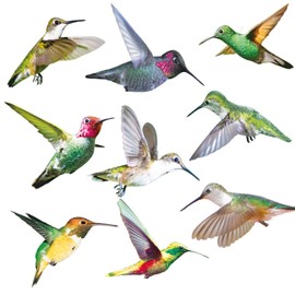 Pack of 9 Hummingbird Stickers, Anti-Collision Window Stickers, Bright Colours, Window Stickers, Birds, for Windows, Living Room, Office for Protection Against Bird Strikes