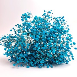 Birtlynn Preserved Baby's Breath 3 Bunches, 100% Natrual Fresh Gypsophila Long Lasting Flowers for Vase Arrangements Home Decoration Photo Props Parties and Weddings, DIY Décor-Light Blue