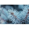 The Jonsteen Company Blue Spruce | Small Tree Seedling |