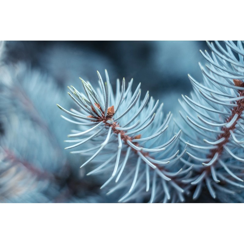 The Jonsteen Company Blue Spruce | Small Tree Seedling |