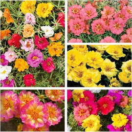 11000+ Mixed Color Moss Rose Seeds for Planting -Drought Tolerant Seeds, Ideal for Outdoor Garden Ground Cover, Non-GMO High Germination