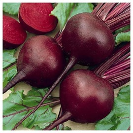 Everwilde Farms - 1 Oz Detroit Dark Red Beet Seeds - Gold Vault