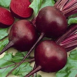 CZ Grain 250 Blood Beet Seeds to Grow Made in USA Ships from Iowa