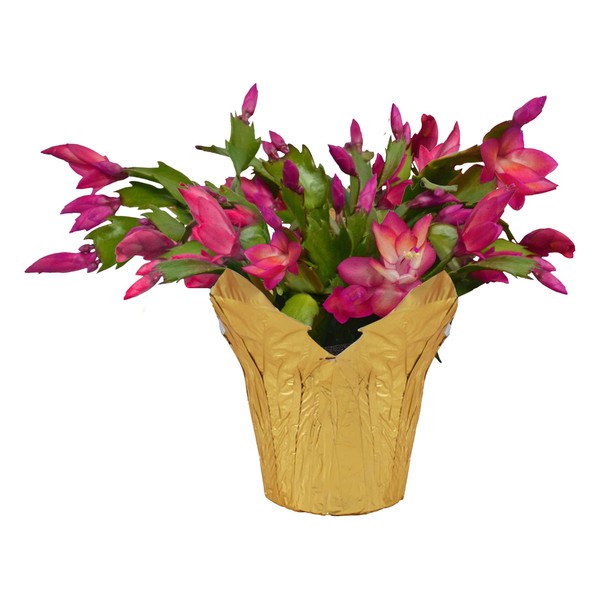 Live Flowering Thanksgiving/Christmas Cactus (Zygocactus) - Red - Beautiful Holiday Decor - 7" Tall by 7" Wide in 1.5 Qt Pot with Deco Cover