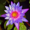 4 Pack Live Water Lily Tubers Plants Colorful Pond Freshwater