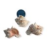 NessaStores - Pink Murex Phyllonotus erythrostomu Hermit Crab Sea Shell