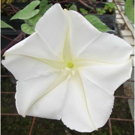 Southeast Seeds White Morning Glory Seeds, Moonflower Vine, Variety Sizes, FREE SHIPPING - 50 Seeds or 1/2 OZ