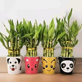 Lucky Bamboo Two Layer Lucky Bamboo In Cute Tin Basket - Double Your Luck 😃