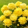 100+ Mixed Colorful Peony Flower Seeds for Planting- Peony Flower