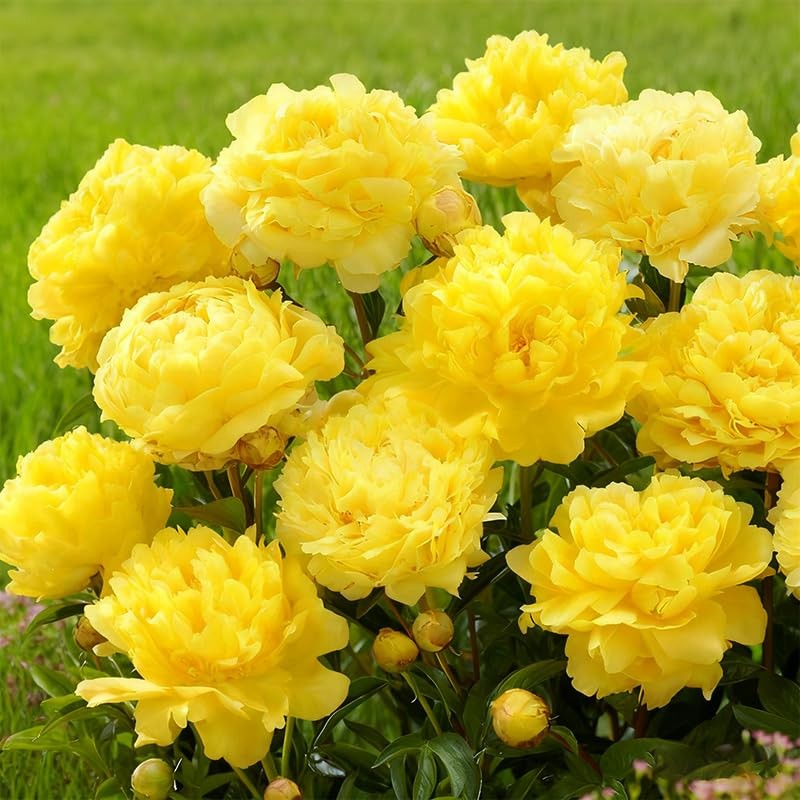 100+ Mixed Colorful Peony Flower Seeds for Planting- Peony Flower