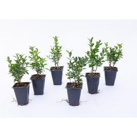 6 Green Velvet Boxwood’s, Buxus ‘Green Velvet’, Live Plants, 2.5” Nursery Cubes