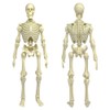 Super Articulated 8 Inch Skeleton Action Figure
