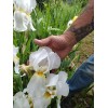 Bearded Iris 15 Bearded Iris Rhizomes – Easy to Grow,