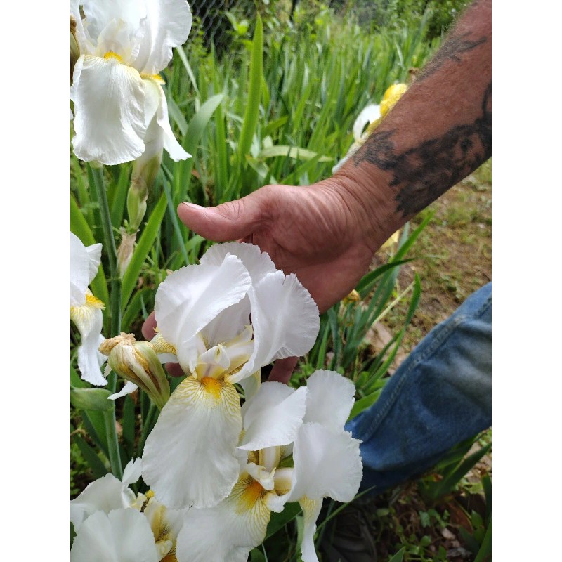 Bearded Iris 15 Bearded Iris Rhizomes – Easy to Grow,