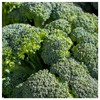 Everwilde Farms - 1 Oz Green Sprouting Calabrese Broccoli Seeds