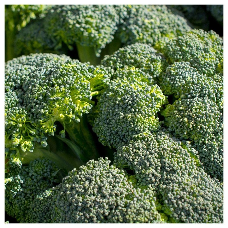 Everwilde Farms - 1 Oz Green Sprouting Calabrese Broccoli Seeds