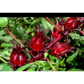 Selasih Organic dried  Rosella Tea Hibiscus Rosa Sabdariffa 2 oz