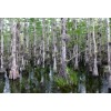 The Jonsteen Company Pond Cypress | Medium Tree Seedling |