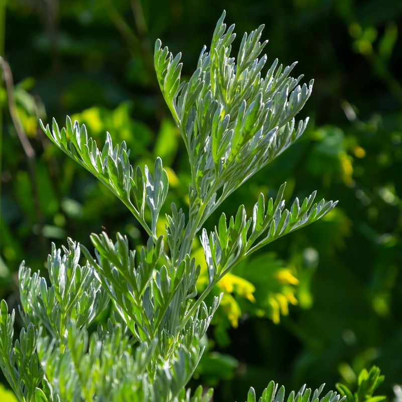 Wormwood cut (250g, 8.8oz), wormwood tea, wormwood 100% natural, wormwood