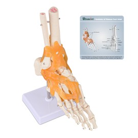 Ultrassist Human Foot Joint Model with Ligaments, 1:1 Scientific Life Size with Lightweight Plastic Base, Includes Anatomy Diagram for Medical Teaching Aid & Training
