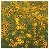 Everwilde Farms - 1/4 Lb Plains Coreopsis Native Wildflower Seeds