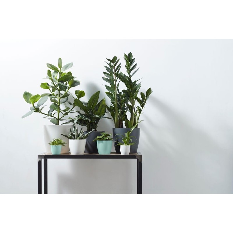 elho Brussels Round Mini 7 - Flower Pot for Indoor