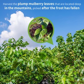 Wanhua Hall Mulberry Leaf Tea Mulberry Tea Loose Leaf 9.17oz/260g Fresh Taste Mulberry Leaves Dried Sang Ye Loose Leaf Herbal Tea Caffeine Free 桑叶茶 桑叶 霜桑叶