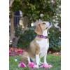 LupinePet Originals 3/4" Rose Garden 15-25" Adjustable Collar for Large