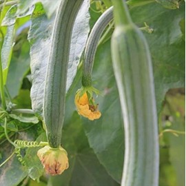 30PCS Super Long Luffa Gourd Seeds Non-GMO Loofah Sponge Gourd Seeds