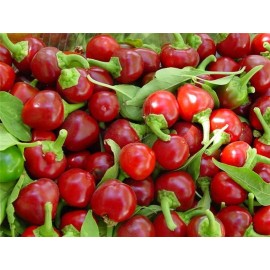 Southeast Seeds Red Cherry Hot Pepper Seeds, Cherry Bombs, Pimenta, NON-GMO, Heirloom, FREE SHIP - 250 Seeds