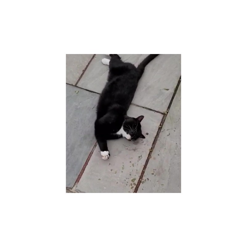 Cat FurNature - Silver Vine Leaves for cats in a