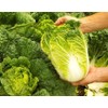 Peking Cabbage Seeds for Planting Chinees Beijing Napa Lettuce About