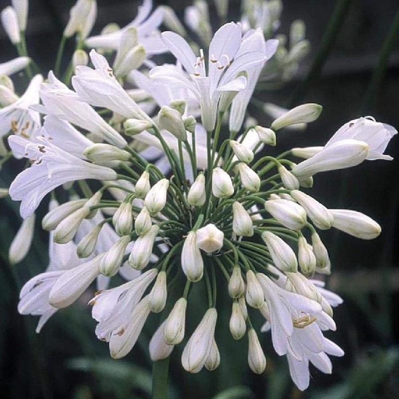 Agapanthus Getty White - 3 Live Plants - Blooming Groundcover