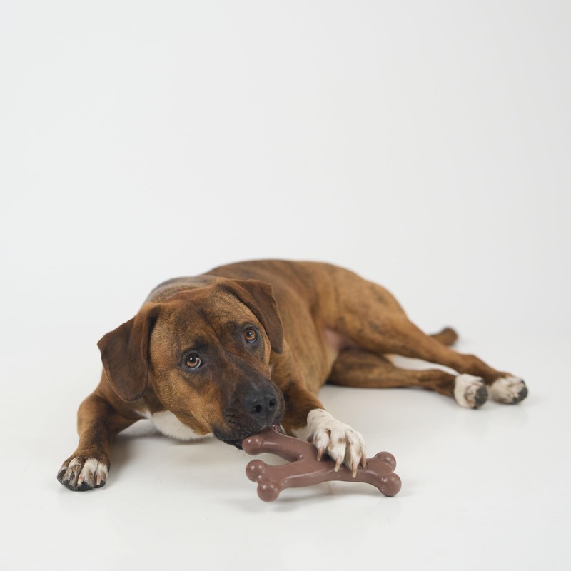 SPOT Bam-Bones Wishbone - Made with Strong Bamboo Fiber, Durable