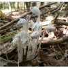 100% Pure REIKI INFUSED GHOST/INDIAN PIPE TINCTURE
