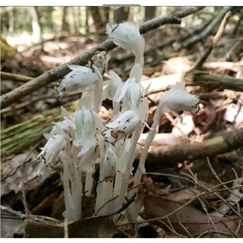 100% Pure REIKI INFUSED GHOST/INDIAN PIPE TINCTURE