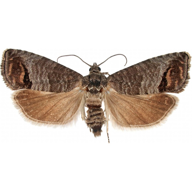 VivaTrap VT-106 Codling + Oriental Fruit Moth Trap & Lure