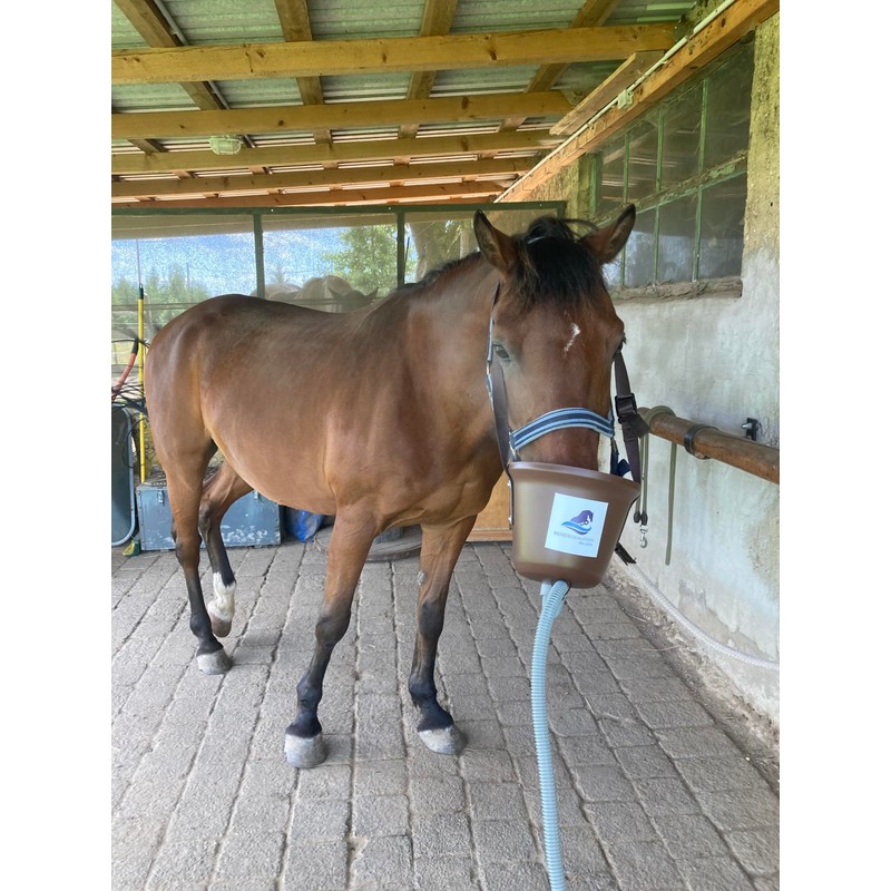 Generisch 2.5% Dead Sea Sole 1 Litre Bocholter Inhalations