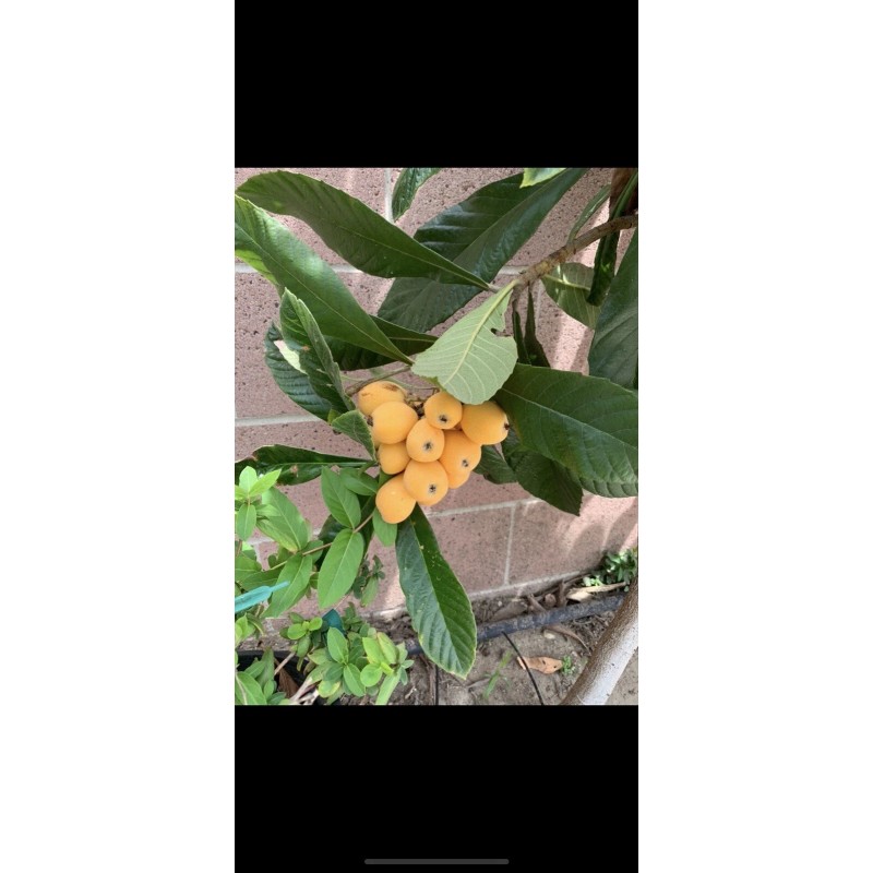 Tree 2 LOQUAT FRUIT TREE 3-6 Months Old Tree 2/3”