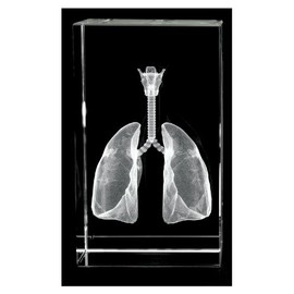 Lungs, Trachea and Larynx 3D Laser 1lb Crystal, Anatomy, Resperation