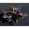 Wekiva Foliage Black Cardinal Philodendron - Live Plant in a