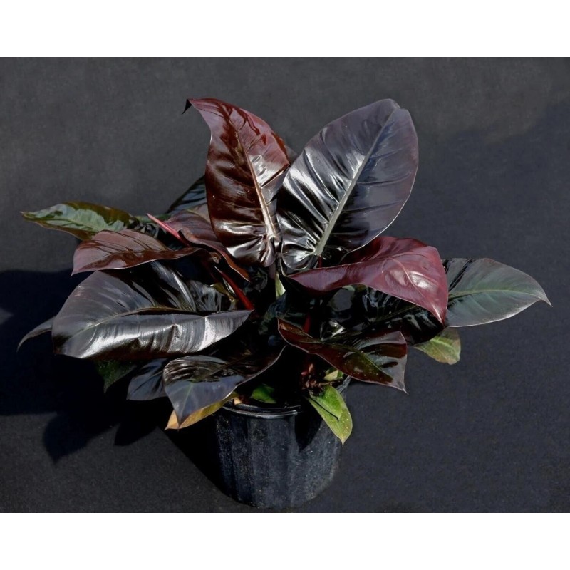 Wekiva Foliage Black Cardinal Philodendron - Live Plant in a