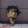 Cat Flap Door Magnetic 4 Locking Modes Safe Plastic Automatic