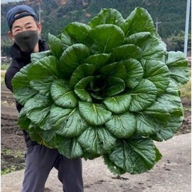 KIRA SEEDS - Seeds Four Season Spinach - Heirloom Vegetable - GMO Free