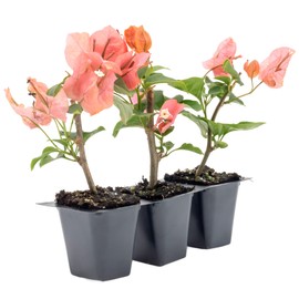 3 James Walker Bougainvillea, Live Plants – Fast-Growing Tropical Vine, Thriving in 2.5" Nursery Cubes