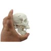 Zgood - Modelo anatómico de hueso de calavera con cabeza