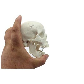 Zgood - Modelo anatómico de hueso de calavera con cabeza anatómica