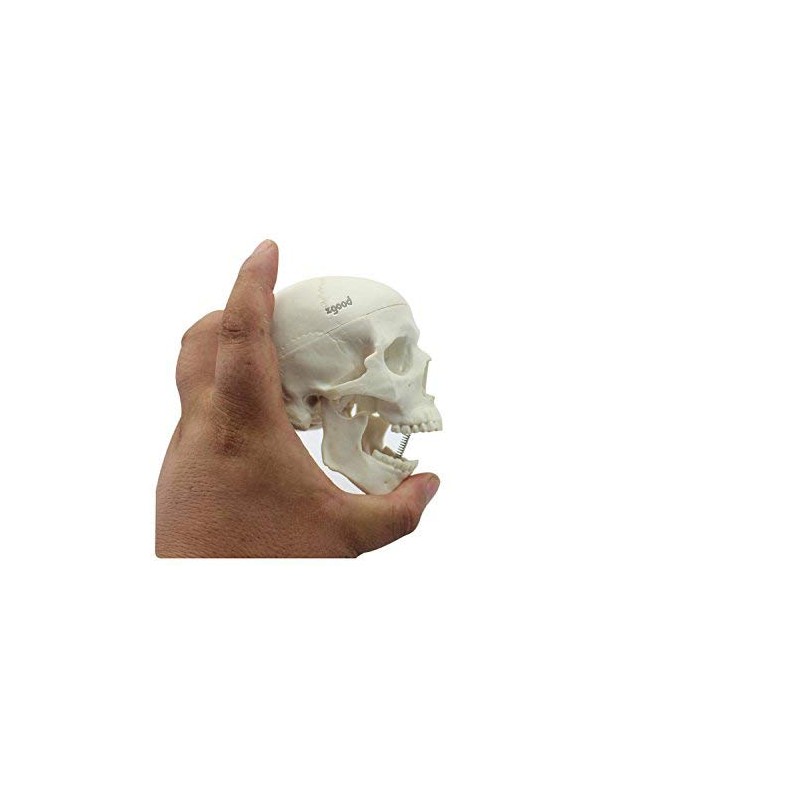 Zgood - Modelo anatómico de hueso de calavera con cabeza